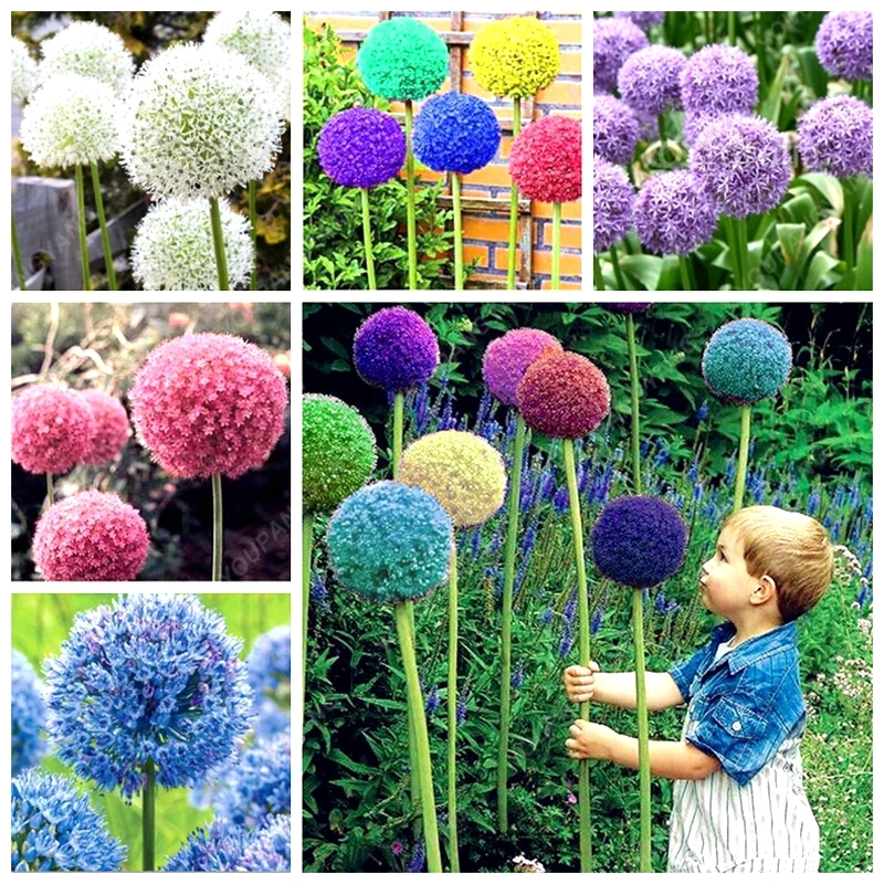 

30pcs/bag Giant Onion (Allium giganteum) plants Rare flower bonsai beautiful flower potted plants home garden free shipping