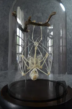 

Upside down bat bone specimen bat skeleton model education equipment with glass cover