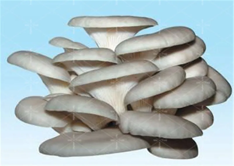 

200 Pcs Delicious Green Vegetable Giant Mushroom Bonsai Organic Vegetable Bonsai Plants in Garden and Courtyard for Happy Farm