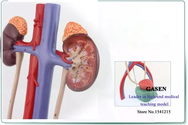 Download 7500 Koleksi Gambar Ginjal Asli Manusia  Gratis HD