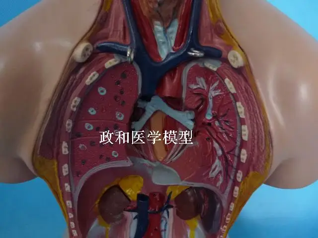 19 деталей модель torso 55 см анатомии человеческого тела сердца мозга|brain model|human