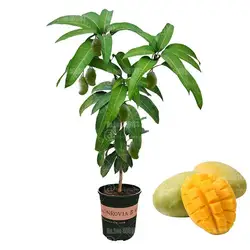 2 шт манго бонсай мангифера Indica дерево бонсай растения органические фрукты и овощи горшечные растения для дома садовое насаждение