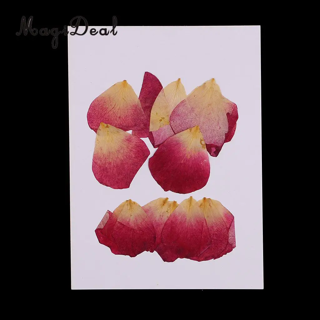 10 / 20Pcs Beautiful Real Pressed Rose Petal Babysbreath Flowers Dried Flowers for Art Craft Scrapbooking DIY Resin Jewelry