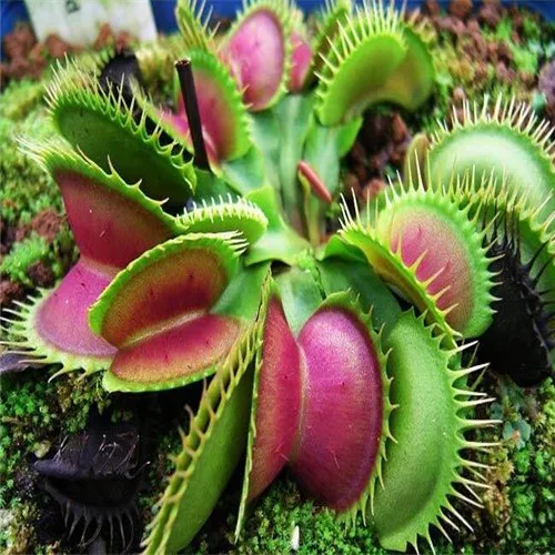 

100pcs Potted Insectivorous Plant bonsais bonsai Dionaea Muscipula Giant Clip Venus Flytrap bonsais Home Garden Decoration