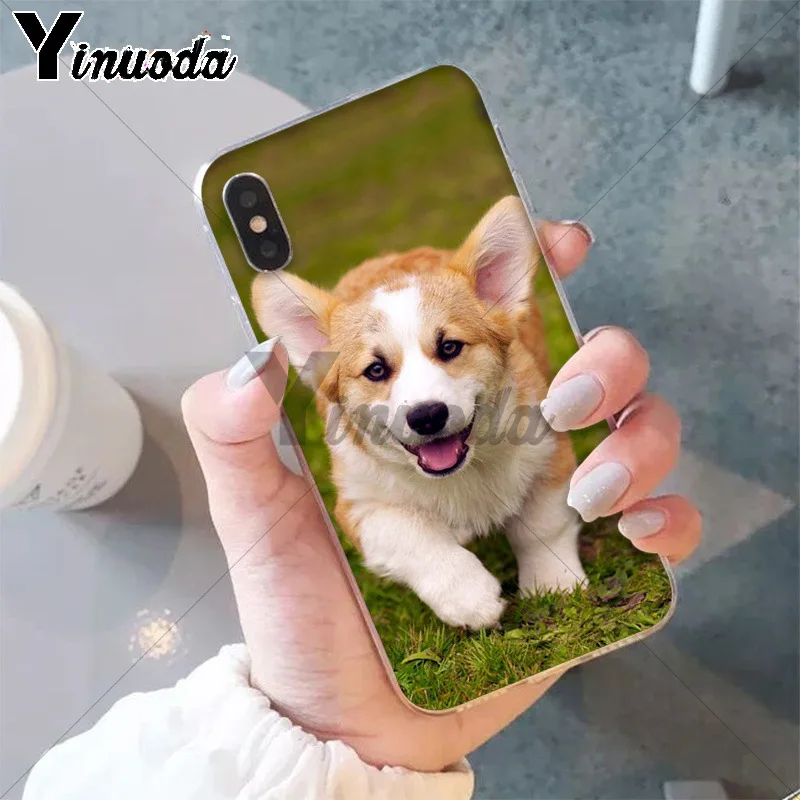 Best friend animal corgi