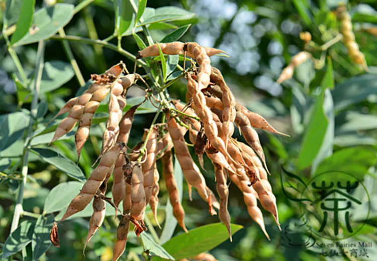 50pcs Pigeon Pea Seeds Best Seeds Online Free Shipping Worldwide