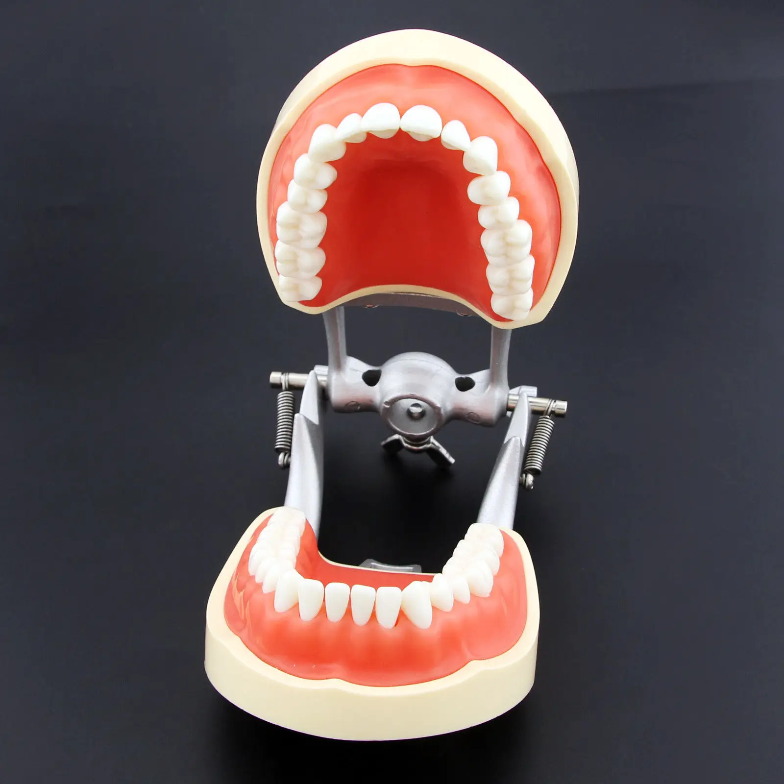 Kilgore Nissin Тип стоматологический Typodont Модель 200 со съемными зубами