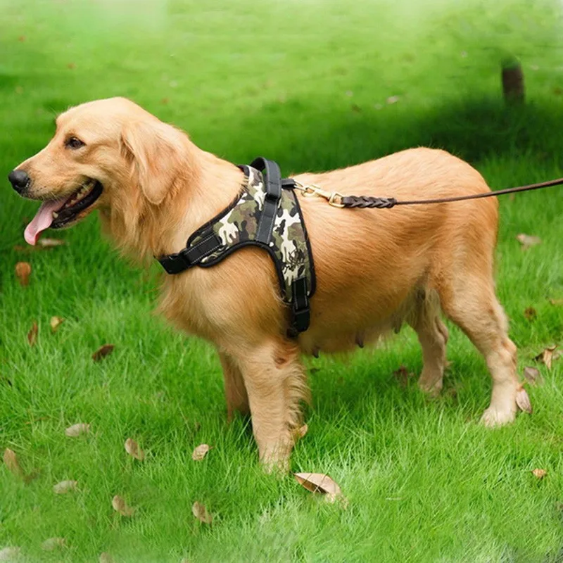 harnais de chien