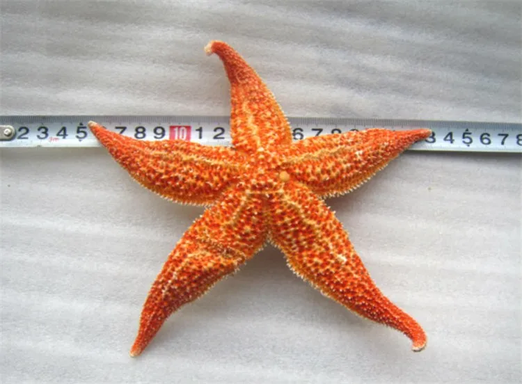 Natural Starfish 3