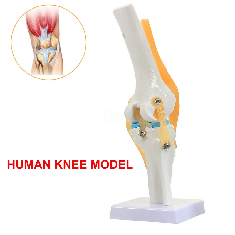 

Medical Model PVC Manual Anatomy Study Skeleton Reference Specialized Anatomical Teaching