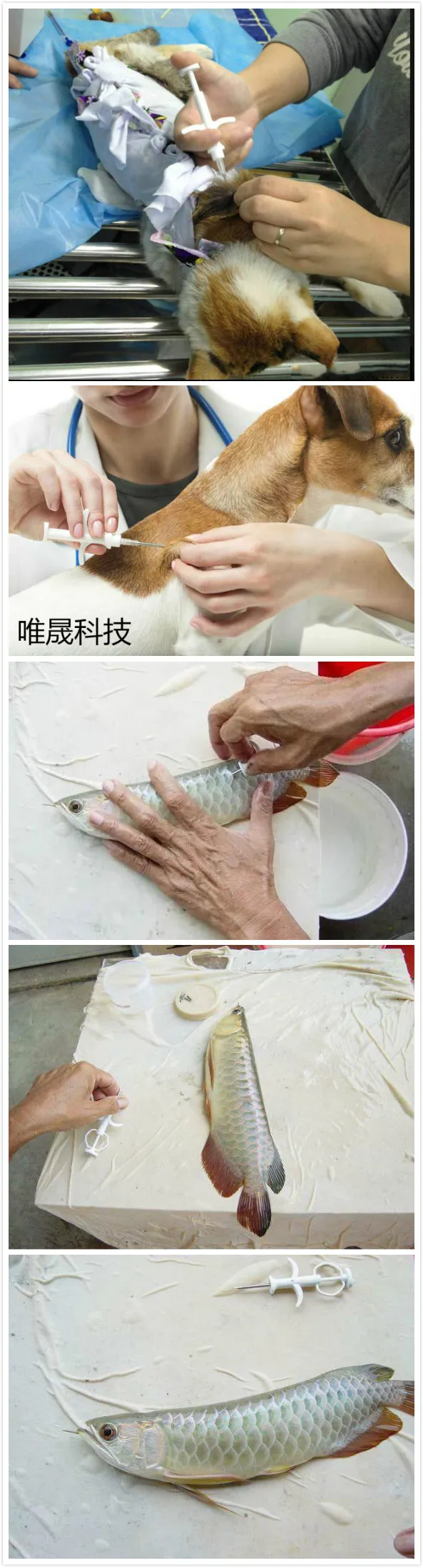 HTB1opziGKySBuNjy1zdq6xPxFXal