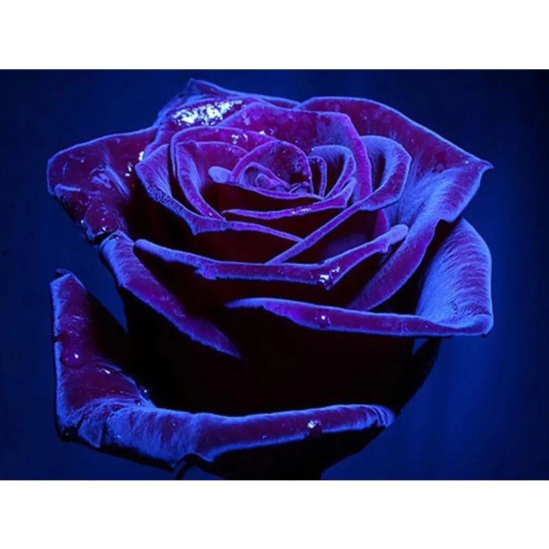 

5D DIY Diamond Painting Purple Rose Cross Stitch Full Round Drill Diamond Embroidery Flower Diamond Mosaic Home Decor