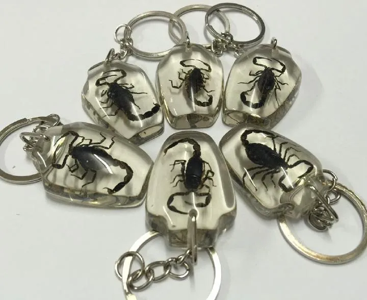 insect31