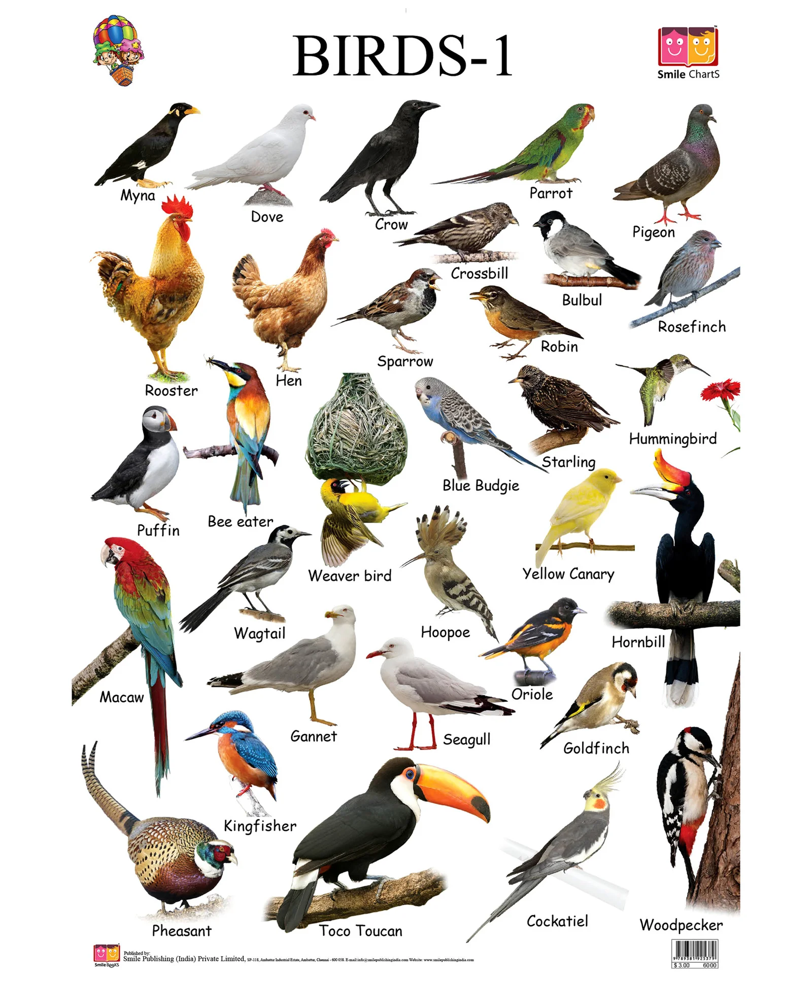 Birds Chart With Names In English