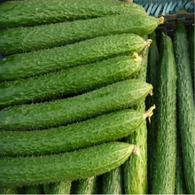 Branch cucumber seeds  hybrid - high temperature resistance high resistance to disease -20seeds