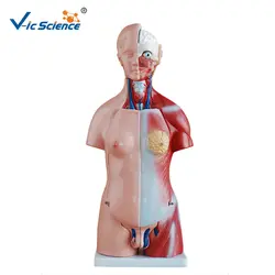 Лидер продаж 45 см медицинский анатомический человеческих органов Модель 23 части обучения для студентов