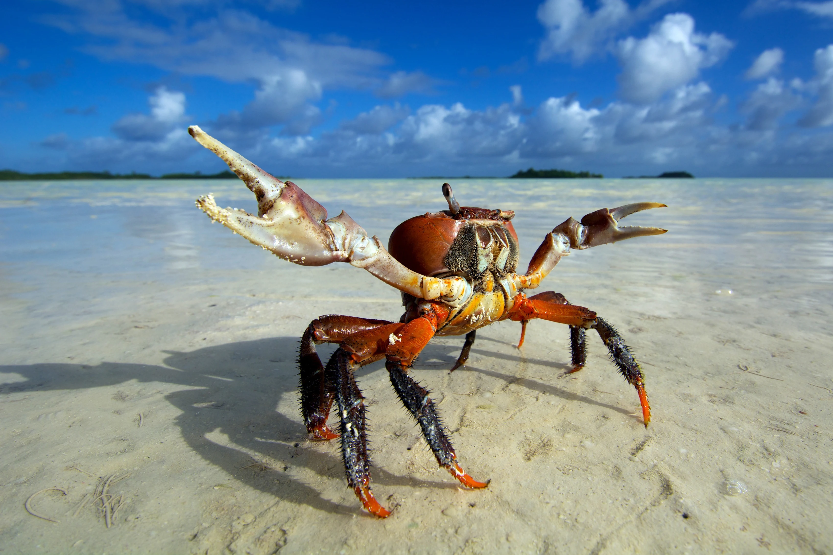 Decoração de casa onda esqueleto fantasma pinças de caranguejo ...