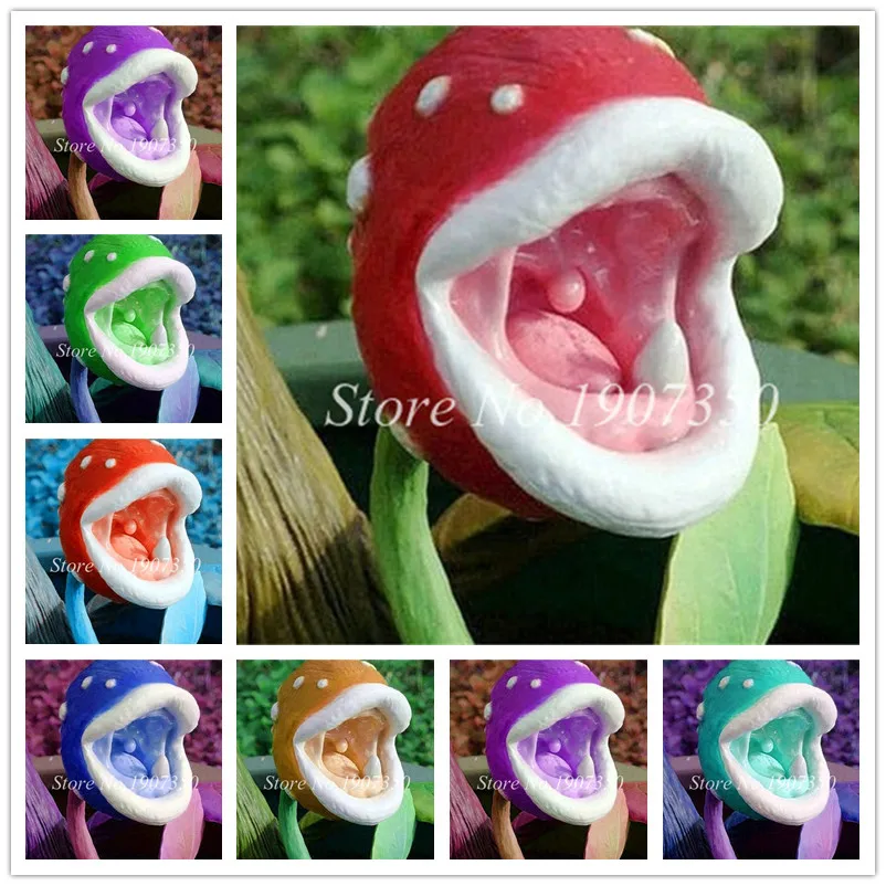 

Insect Catching Succulent Plant Enchantress Carnivorous Plant Desk Pot Bonsai plants Slurperon Flowers Garden Plant 200 Pcs