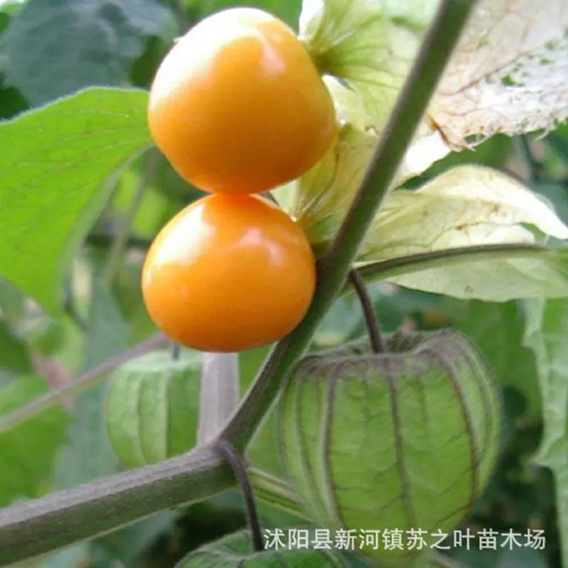 2019 Semillas Physalis Peruviana Мыс Бонсай Мыс Крыжовника Растения Редкие Многолетние
