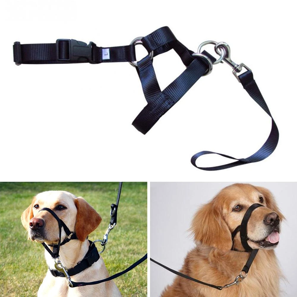 black dog head collar