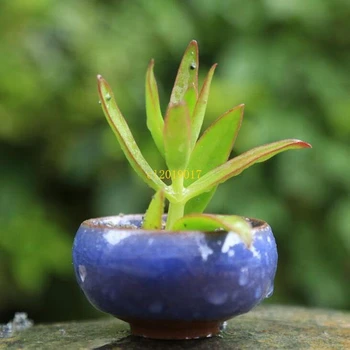 

hot sale 100pc Ice-Crackle Porcelain Ceramic Flower Pot With Hole Home Decoration Mini Flowerpot For Succulents Fleshy Plants