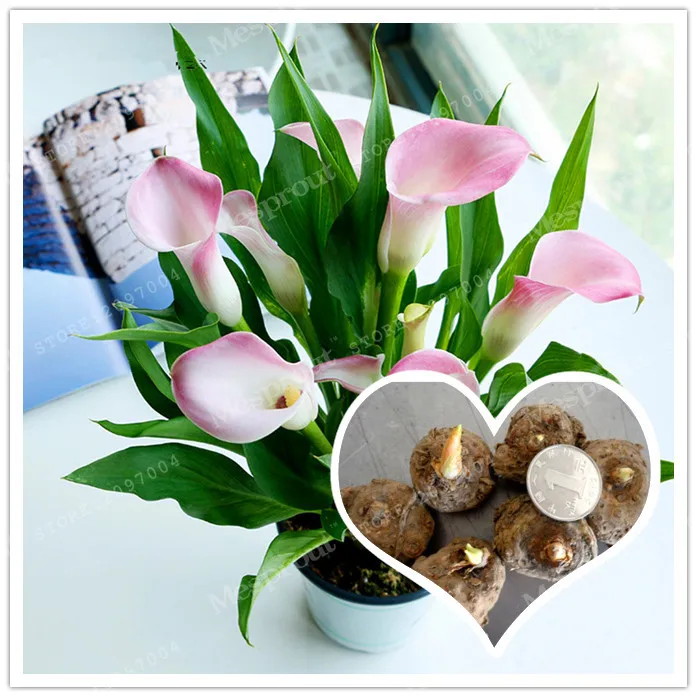 

True Pink Calla Lily Bulbs Calla Flower Bonsai Elegant Noble Flower,Flower Bulbs Symbolizes Love 2 Bulbs