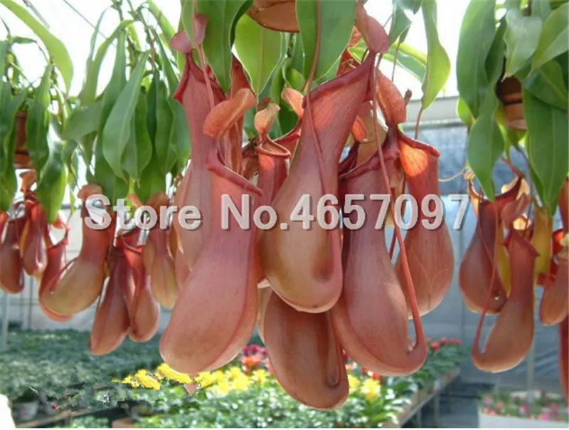 300 pcs/lots Dionaea Muscipula Giant Clip Venus Flytrap Plant Multifarious Nepenthes Carnivorous Plant Bonsai tree for Garden 300 pcs/lots Dionaea Muscipula Giant Clip Venus Flytrap Plant Multifarious Nepenthes Carnivorous Plant Bonsai tree for Garden