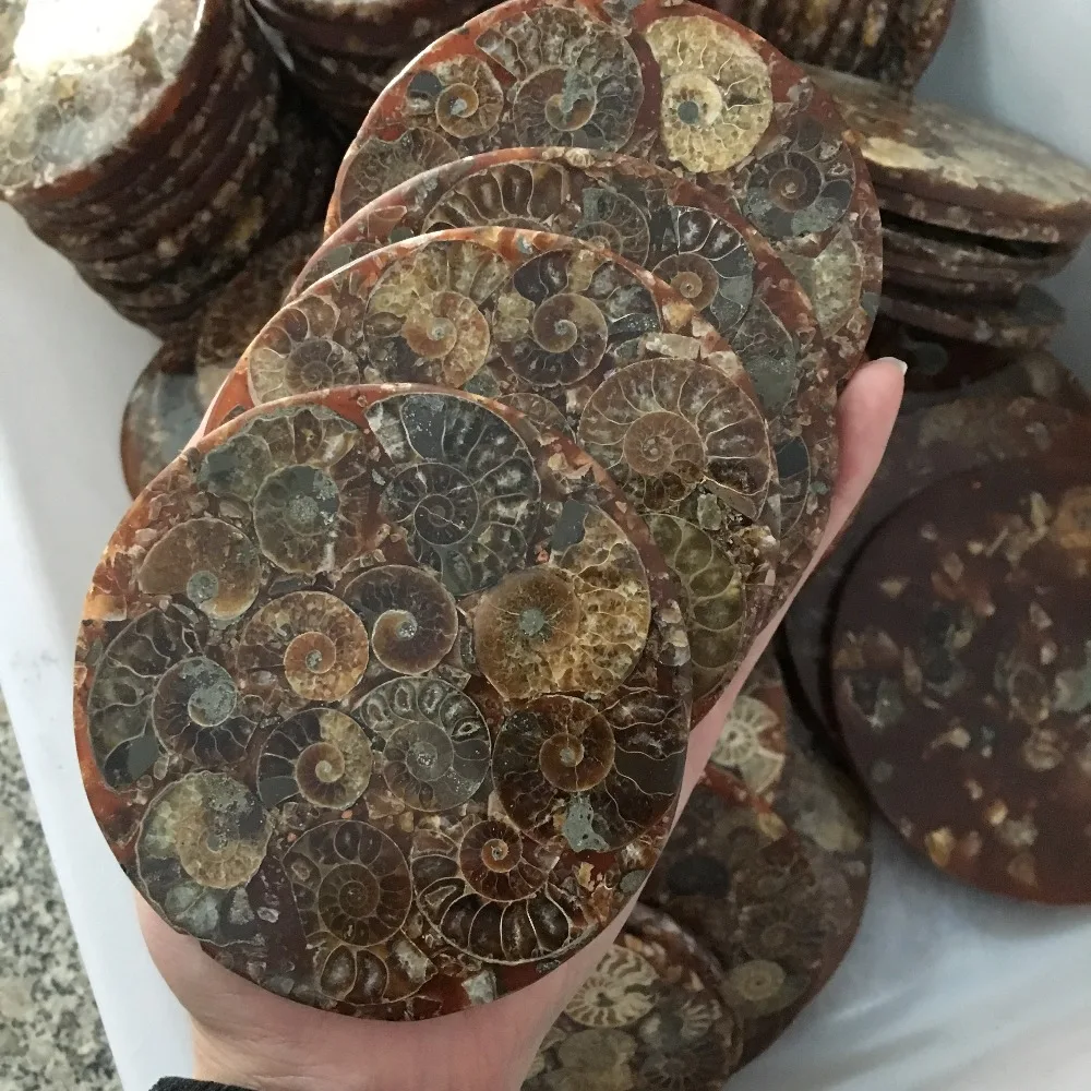 Аммонитовая пластина из ископаемых кусочков натуральная оболочка камень