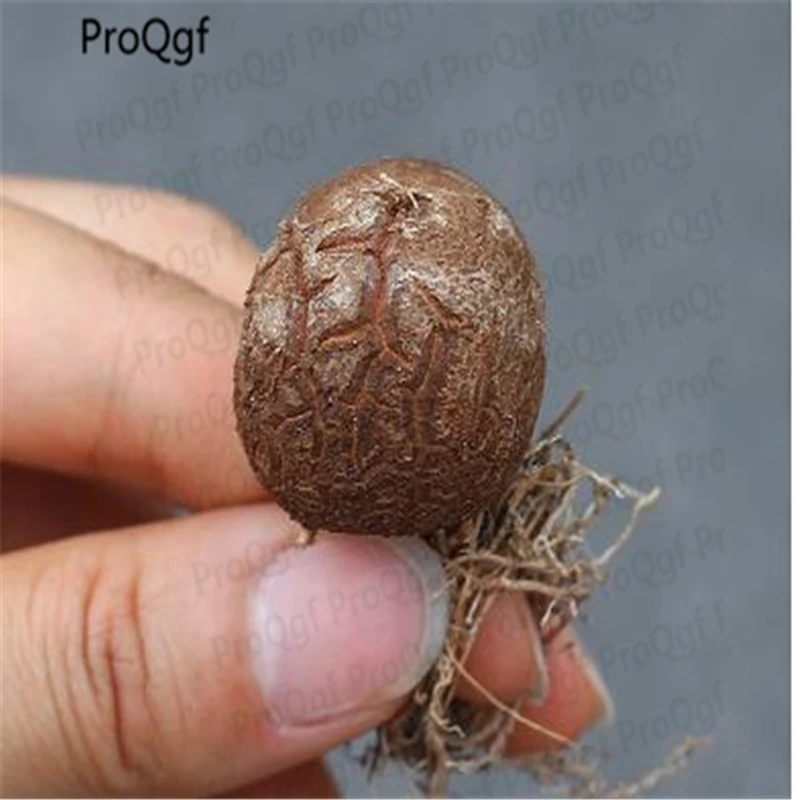 

2Pcs A Set Dioscorea elephantipes