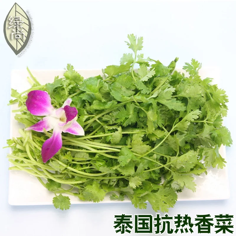 

Coriander 4 Seasons Sowing Garden Veranda Vegetable bonsais 50pcs