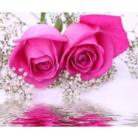 Pink Roses Love