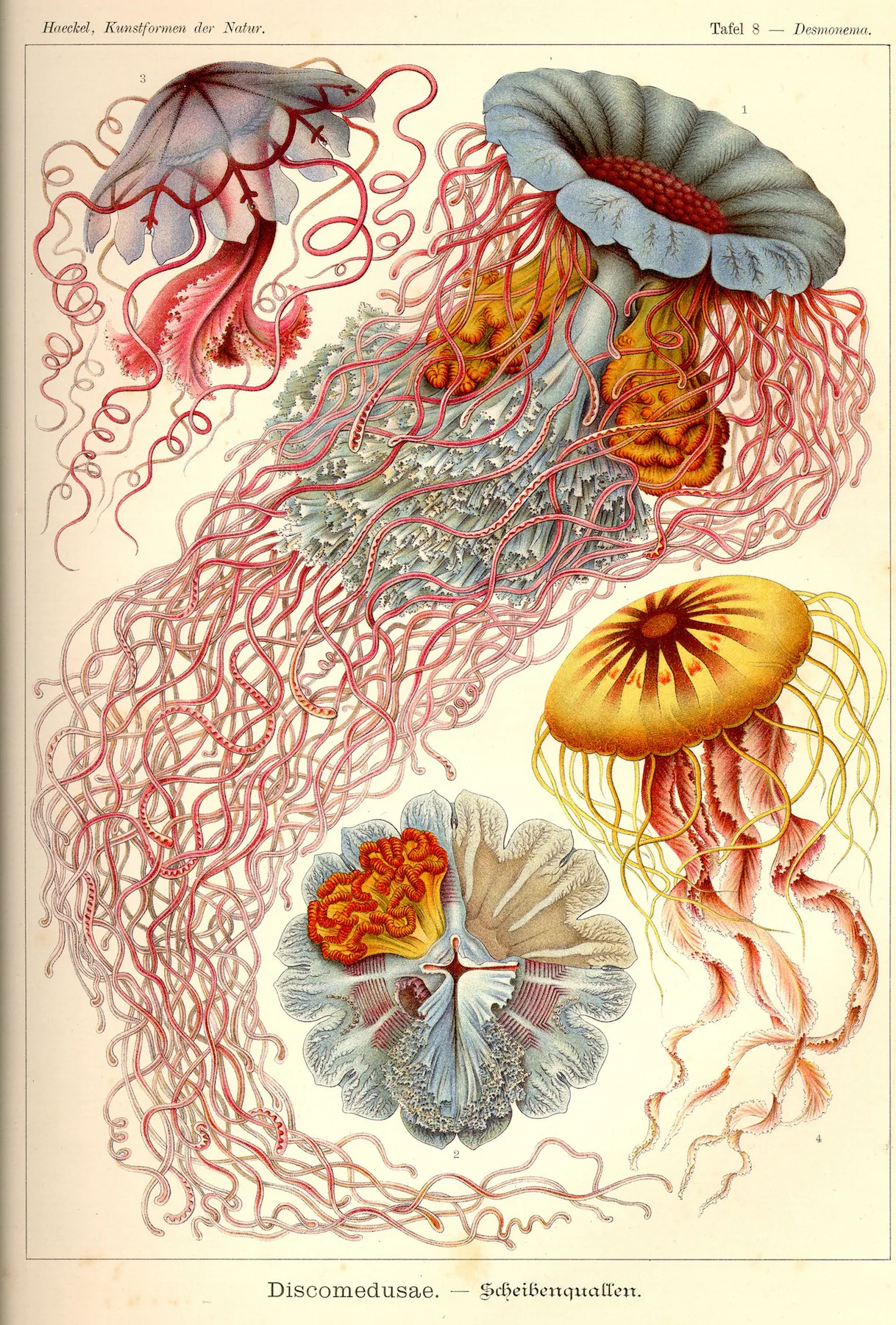 Винтажный художественный постер Ernst Haeckel классический холст настенные постеры
