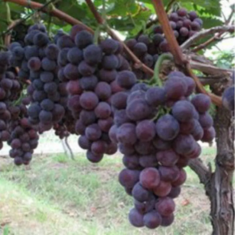 

2019 Real New Home Seeds Grape Plants Tree Bonsai Grows Fruits Bonsaiseeds Non-gmo Sweet Fruit Edible Food Potted Garden 30pcs