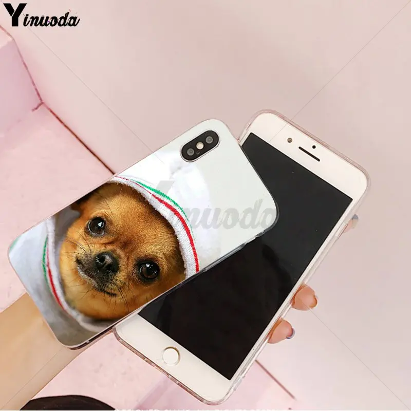 Animal Chihuahua dog