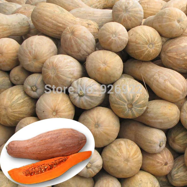 Fruits and vegetables seeds pumpkin, pumpkin honey, ornamental pumpkin