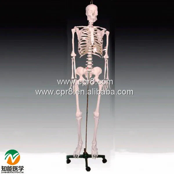 

BIX-A1003 Human Skeleton Model(42cm) G050