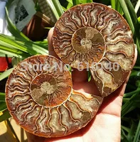 

AA003VV 1 pair of Split Ammonite Fossil Specimen Shell Healing Madagascar