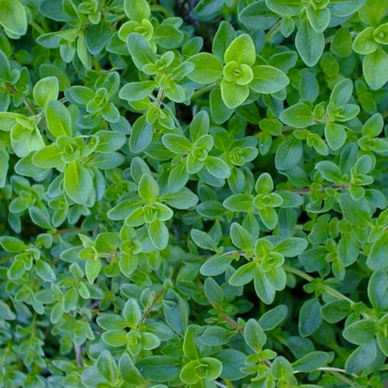 Buy Marseed 400 pcs Rare Seeds Lemon Thyme Thymus