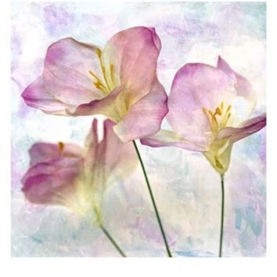 Pink Hyacinth III Poster Print by Honey Malek (13 x 19)