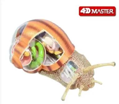 

4D Master snail specimen anatomy model biology course teaching AIDS