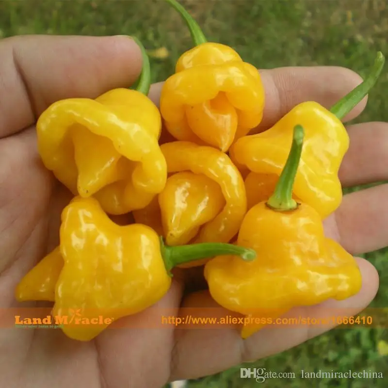 Купить Семена Перца Копия