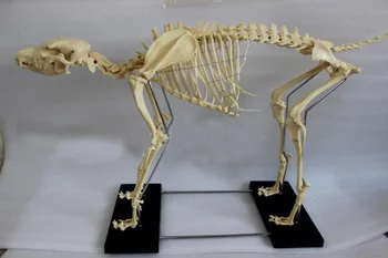 

1.2M dog skeletal specimens dog skeleton model educational equipment teaching model life size dog bone skeleton