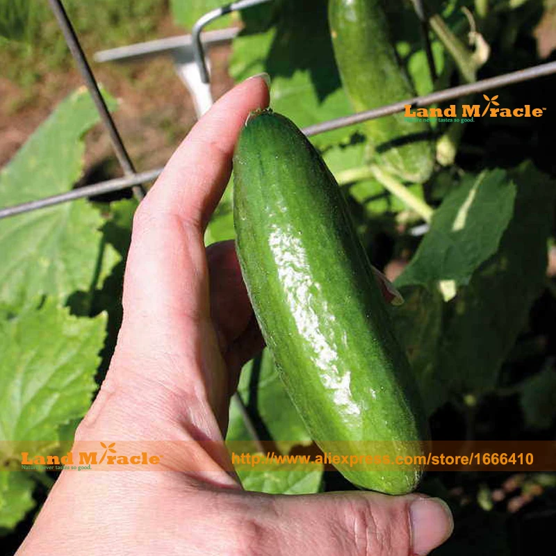 Семена огурцов. Семена огурцов для открытого грунта самоопыляемые корнишоны. Огурцы без семян. Огурец динамит f1. Огурец пионер f1.