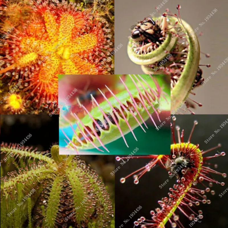 Плотоядные растения упаковка 40 шт. микс Плотоядный Венера муха ловушка Sundews объемная упаковка бонсай цветок для дома садовый декор Плотоядные растения упаковка 40 шт. микс Плотоядный Венера муха ловушка Sundews объемная упаковка бонсай цветок для дома садовый декор