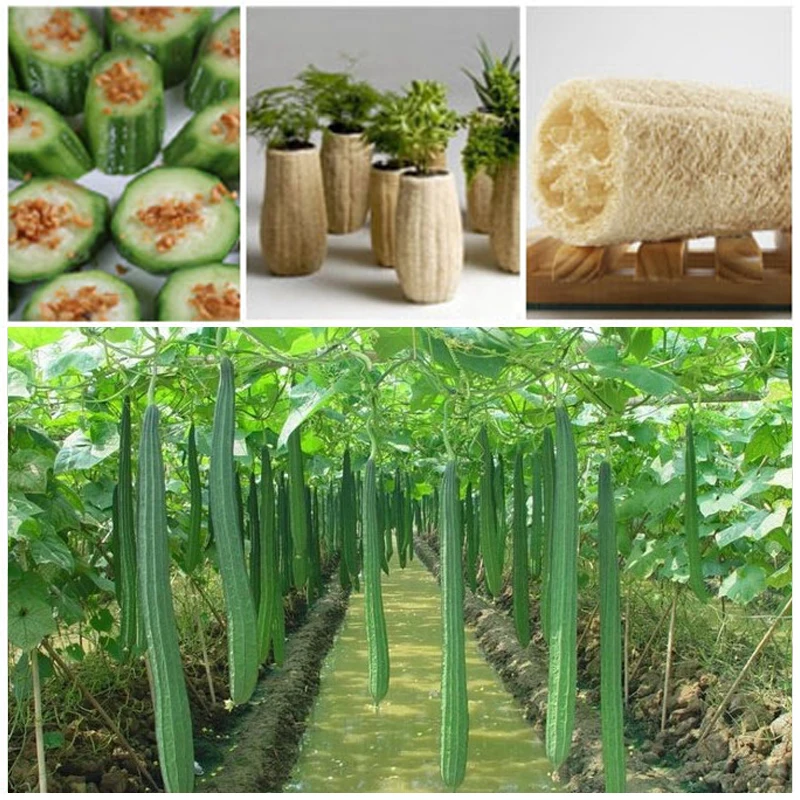 20pcs hot sale rare new loofah garden climbing vegetable