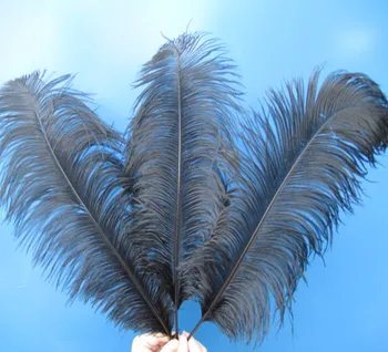 

Wholesale beautiful black ostrich feathers 50pcs 18~20 inches / 45-50 cm Weddings & Celebrations feathers