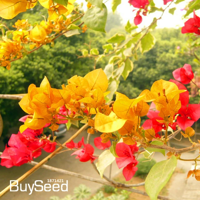 bougainvillea yellow