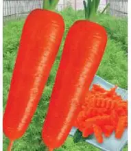 Carrot Seed handsome red organic vegetable seeds 100 seeds