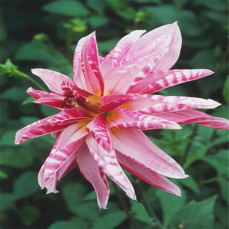 True dahlia bulbs, rare dahlia flower bulbs,bonsai flower bulbs,Symbolizes courage and lucky,home garden plant-2 bulbs
