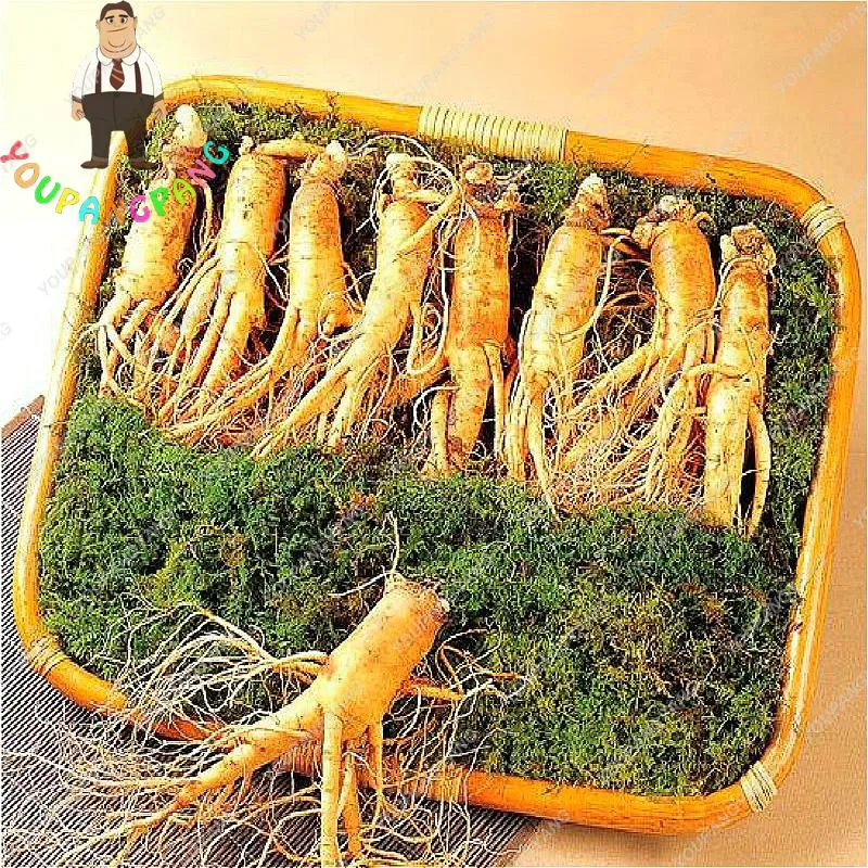 Купить Семена Женьшеня Для Посадки